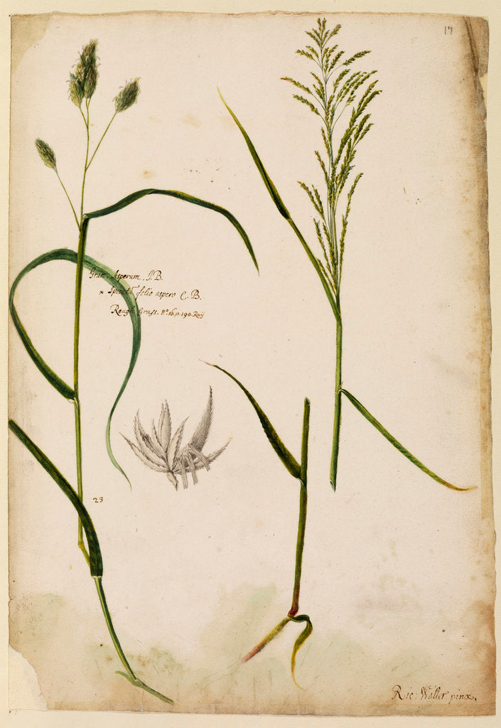 Detail of Rough grass by Richard Waller