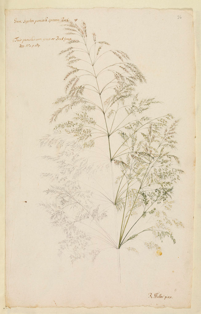Detail of Fair panicled corn grass, or bent grass by Richard Waller