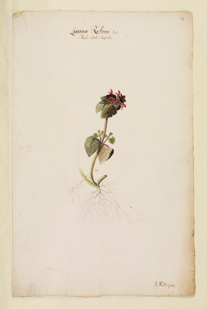 Detail of Red archangel or dead nettle by Richard Waller