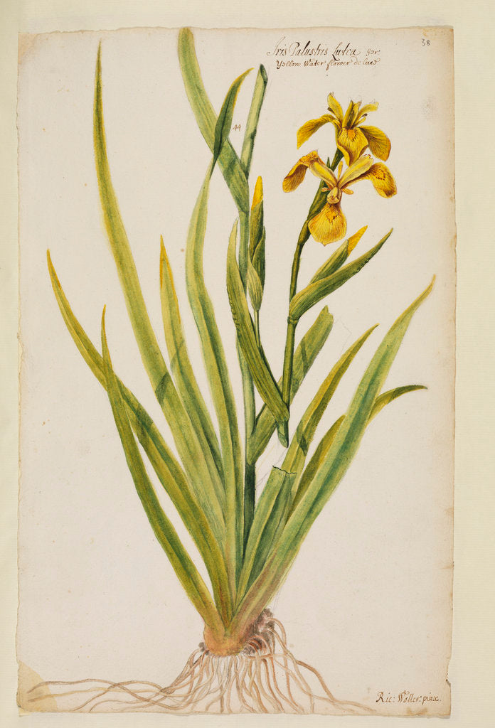 Detail of Yellow flag iris by Richard Waller