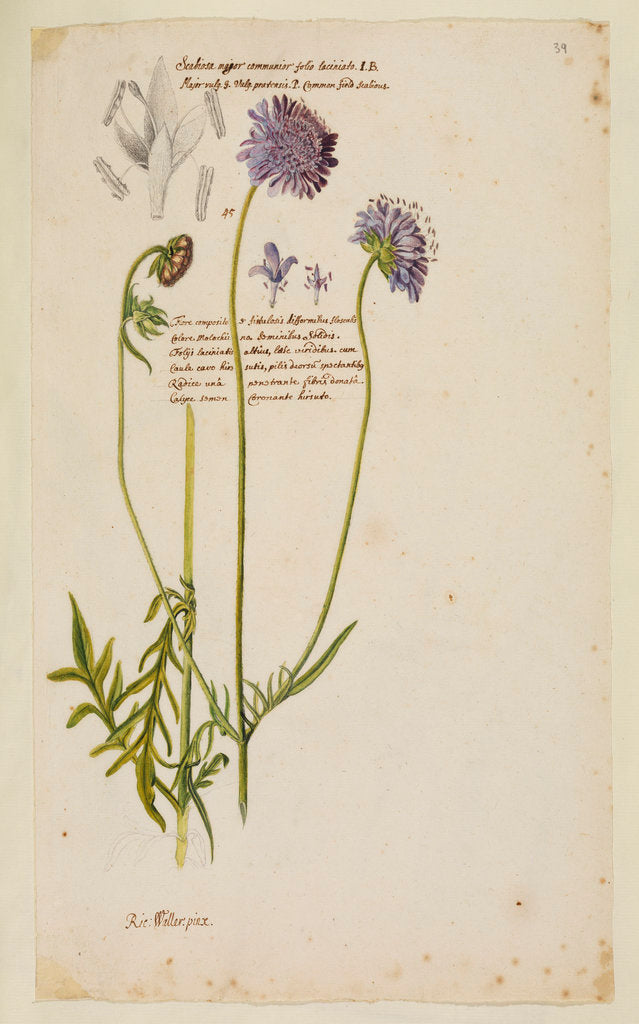 Detail of Common field scabious by Richard Waller
