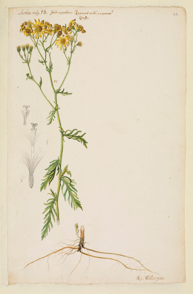Detail of Ragwort with narrow leaf by Richard Waller