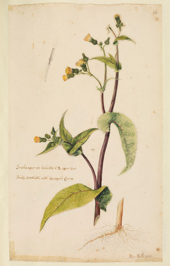 Detail of Prickly sow-thistle with less jagged leaves by Richard Waller