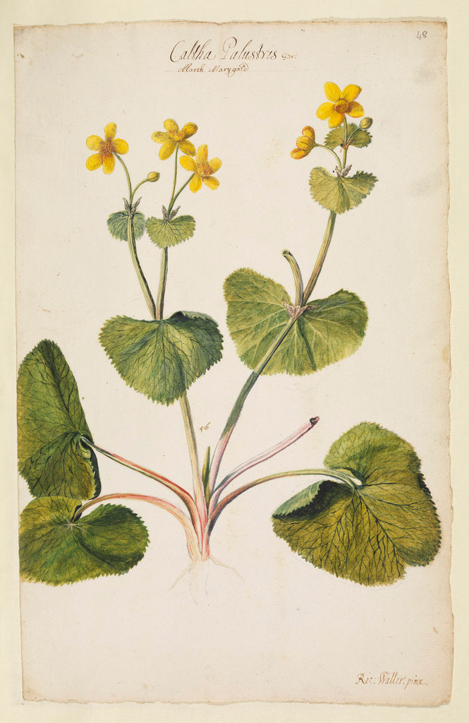 Detail of Marsh marigold by Richard Waller