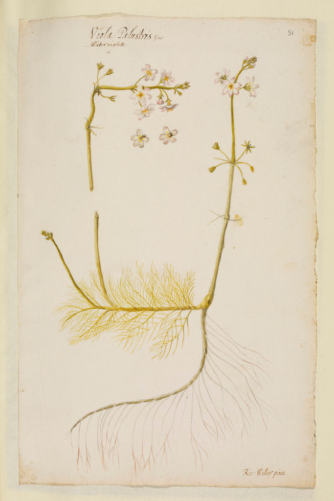 Detail of Water violet by Richard Waller