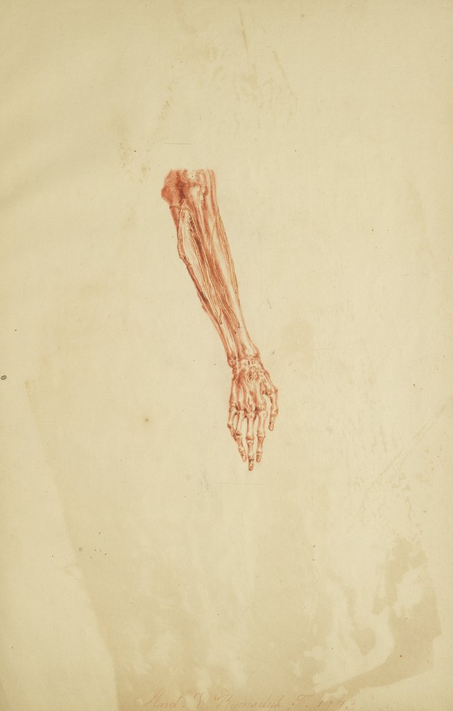 Detail of Anatomical study of forearm and hand by Andreas van Rymsdyk