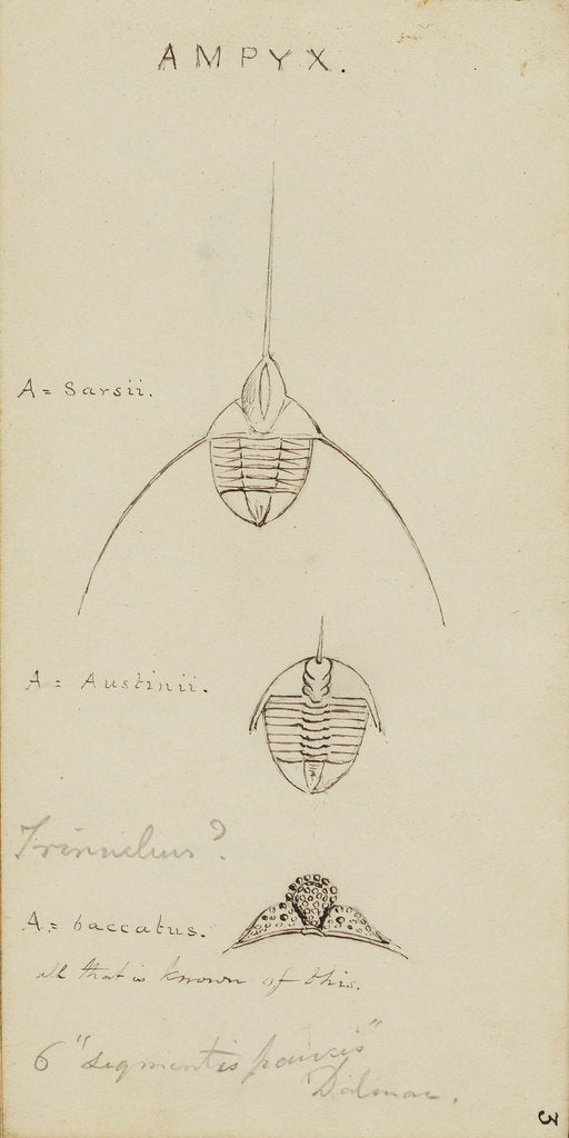 Detail of Ampyx, genus of trilobite by Henry James