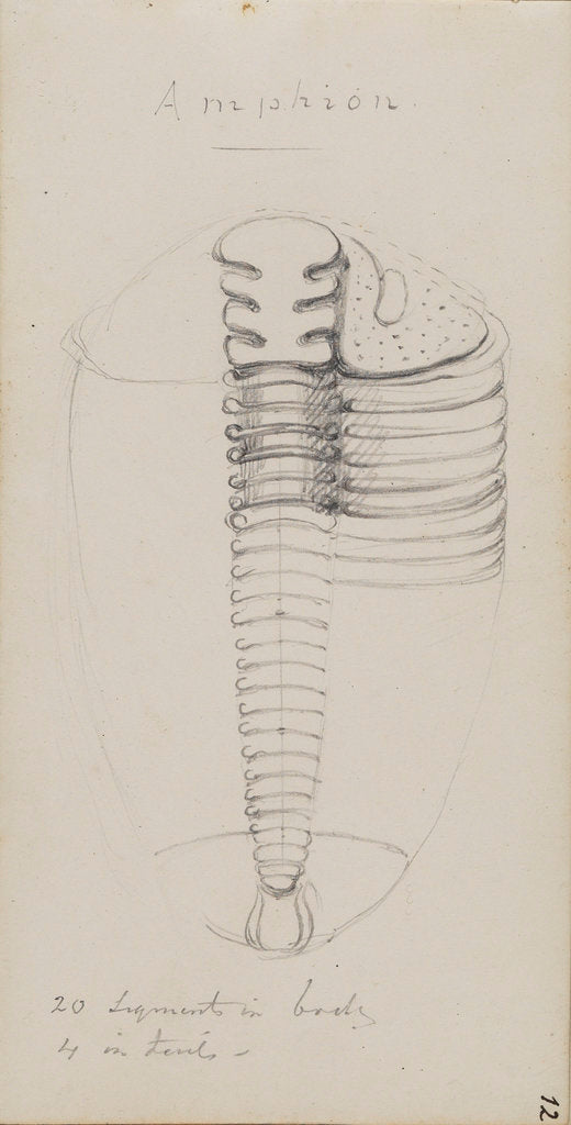 Detail of Amphion, genus of trilobite by Henry James