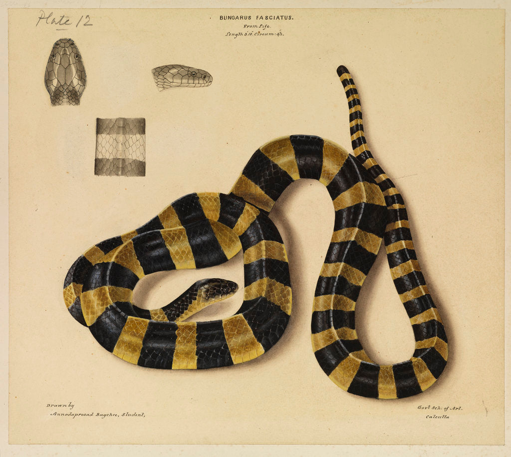 Detail of Banded krait by Annada Prasad Bagchi