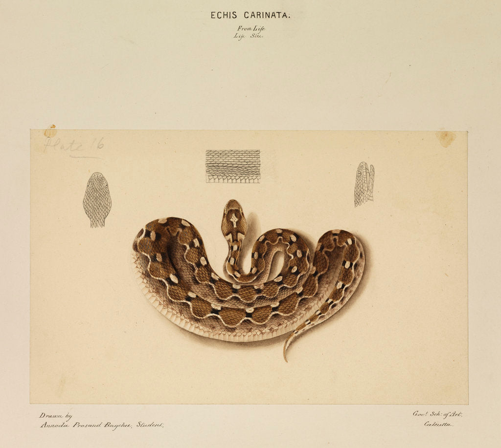 Detail of Saw-scaled viper by Annada Prasad Bagchi