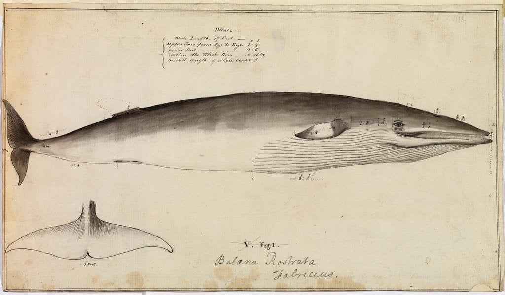 Detail of 'Balaena Rostrata, Fabricus [Minke whale?]' by William Bell