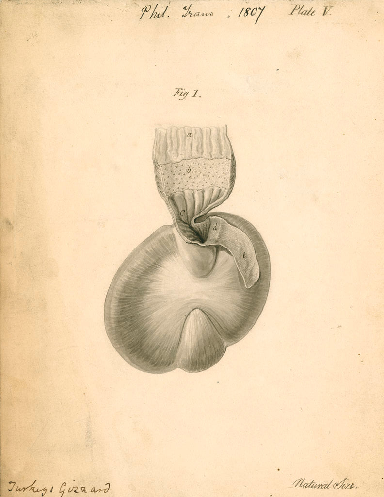 Detail of 'Turkey's gizzard' by William Clift