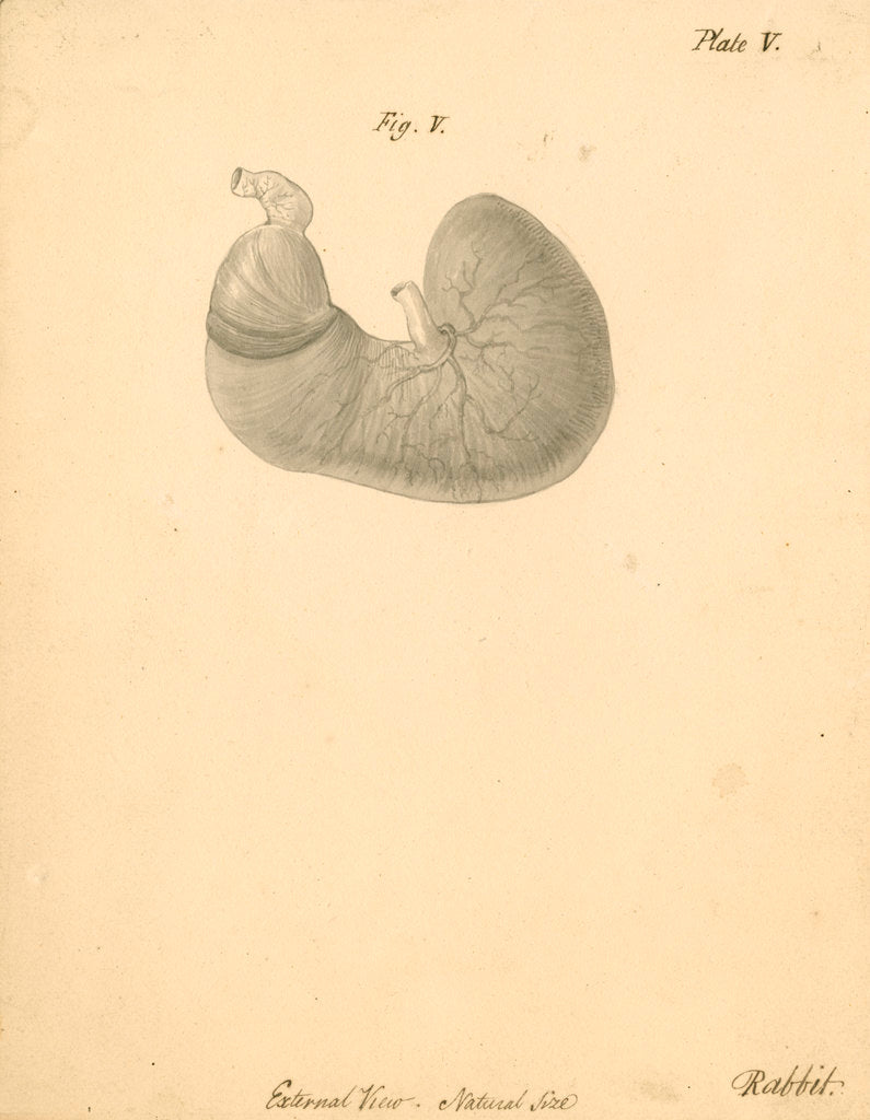 Detail of 'External view...rabbit' by William Clift