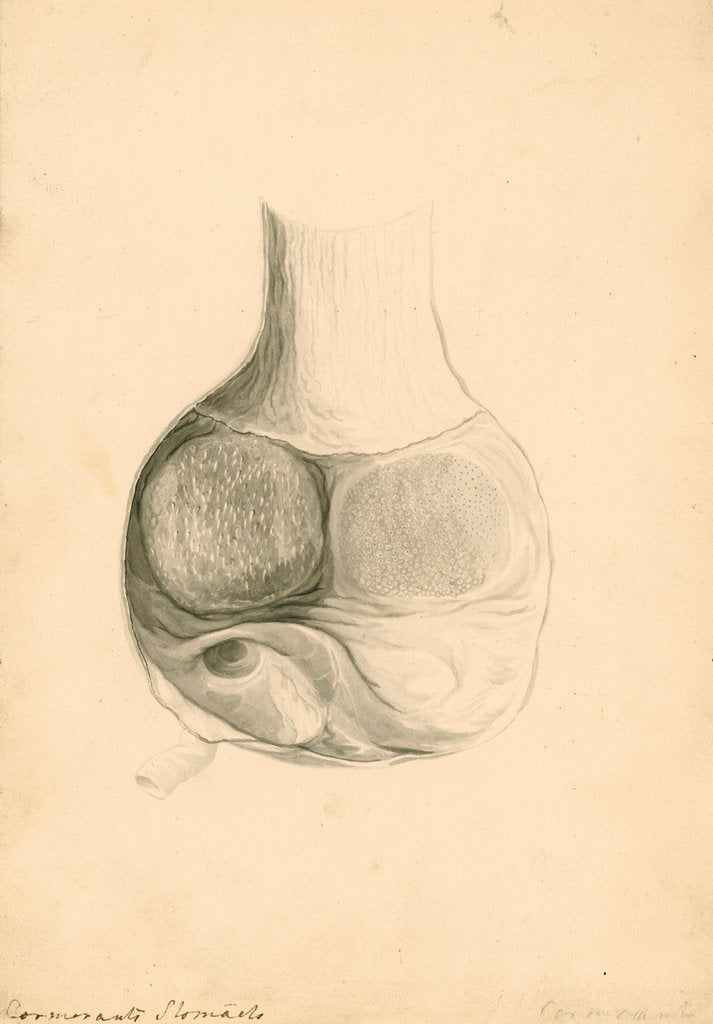 Detail of 'Cormorant's stomach' by William Clift