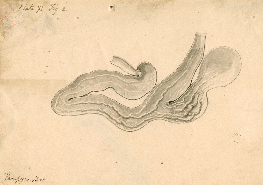 Detail of 'Vampyre bat [stomach]' by William Clift
