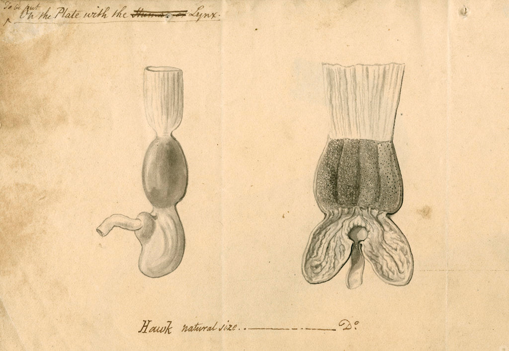Detail of 'Hawk [stomach]' by William Clift