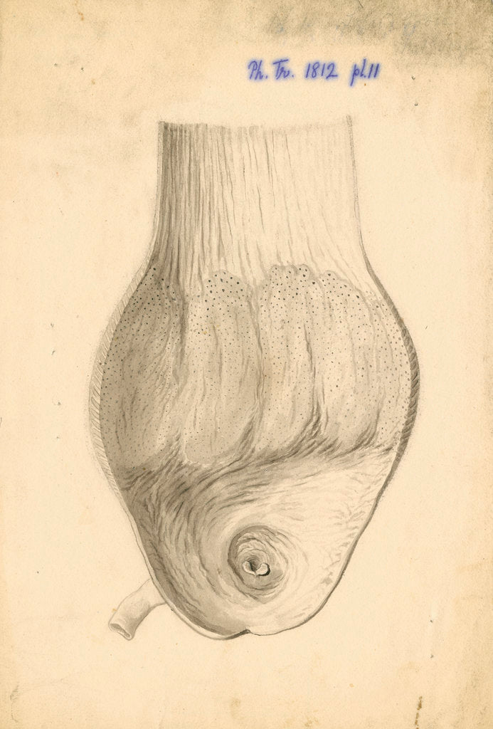 Detail of 'gizzard of the Soland goose...' by William Clift