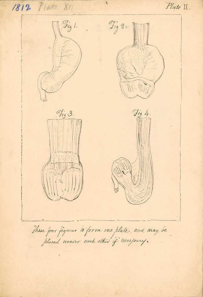 Detail of Cardiac cavities and gizzards of birds by William Clift