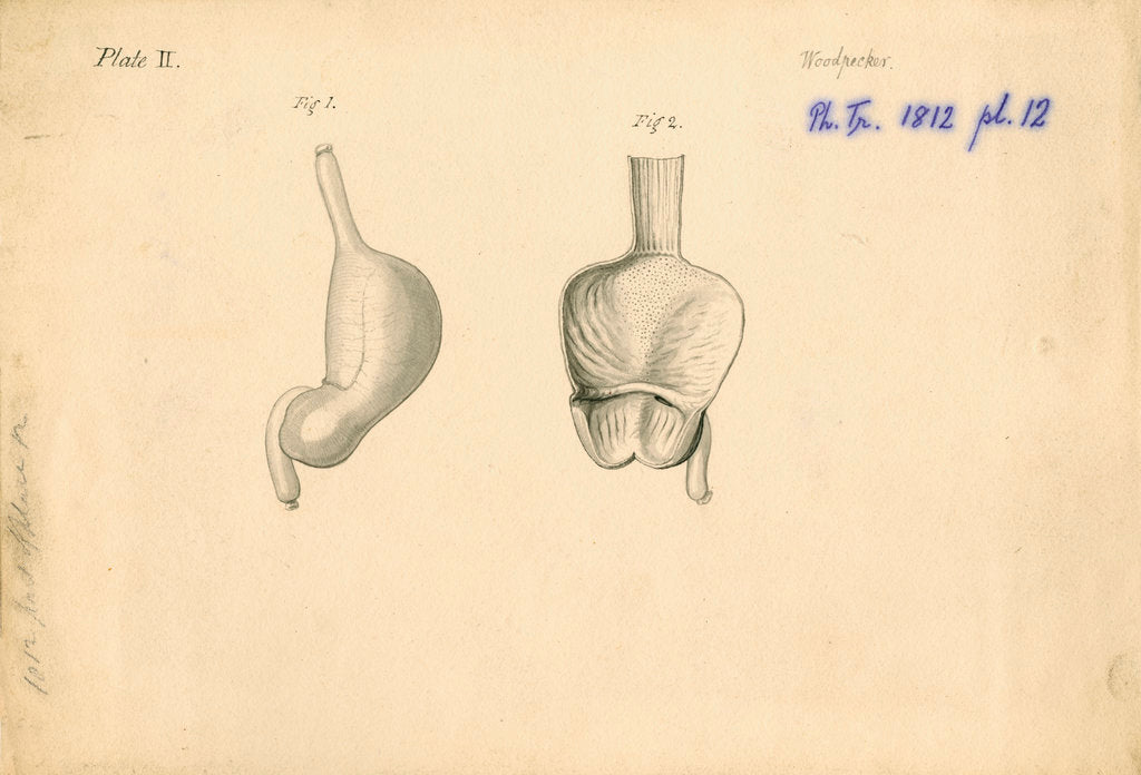 Detail of 'Woodpecker [gizzard]' by William Clift