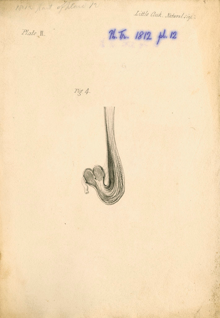 Detail of 'Little auk [gizzard]' by William Clift