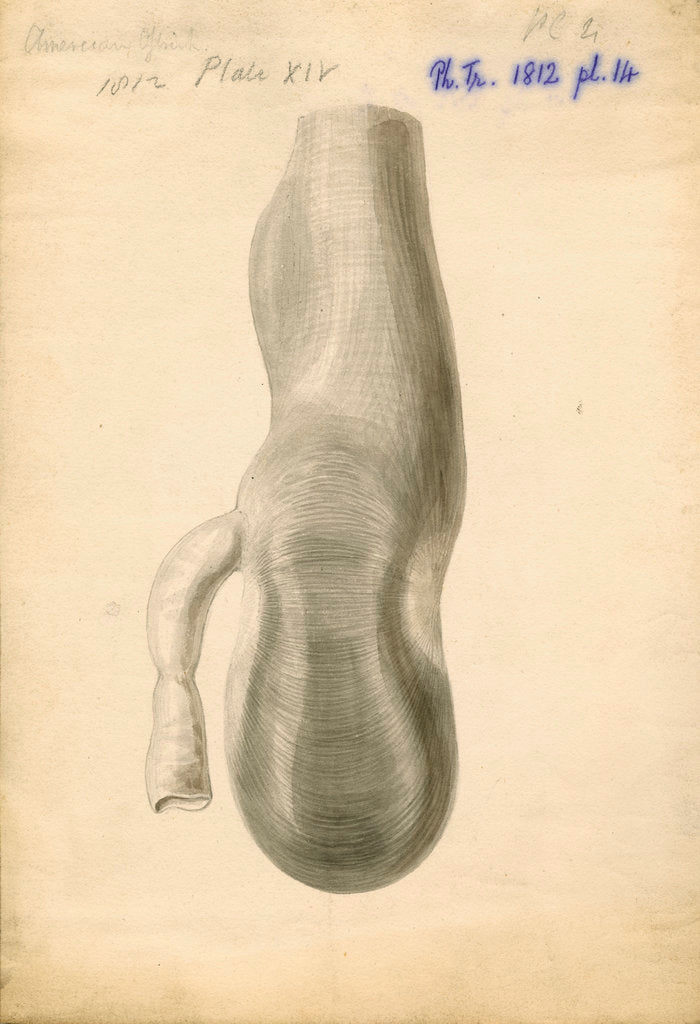 Detail of American ostrich [Rhea gizzard] by William Clift