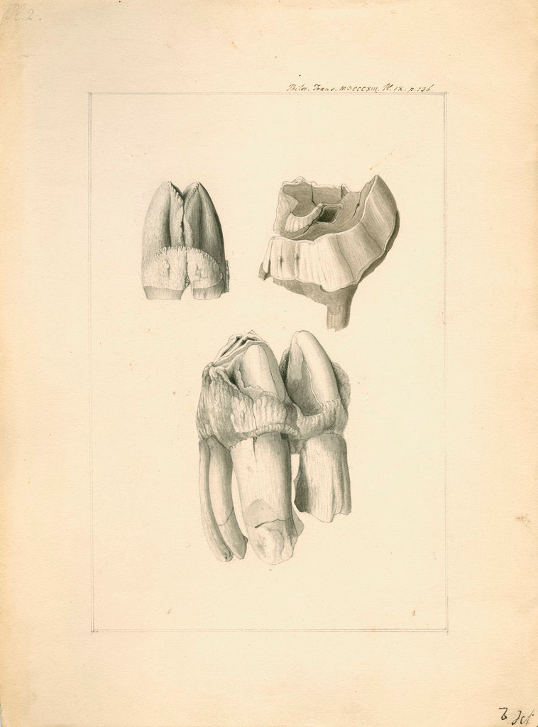 Detail of Fossil hippopotamus grinding teeth by Anonymous