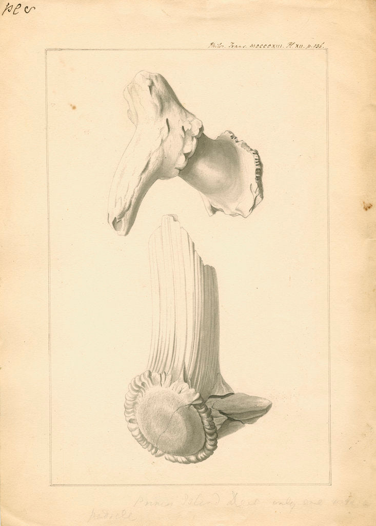 Detail of Fossil deer horns by Anonymous