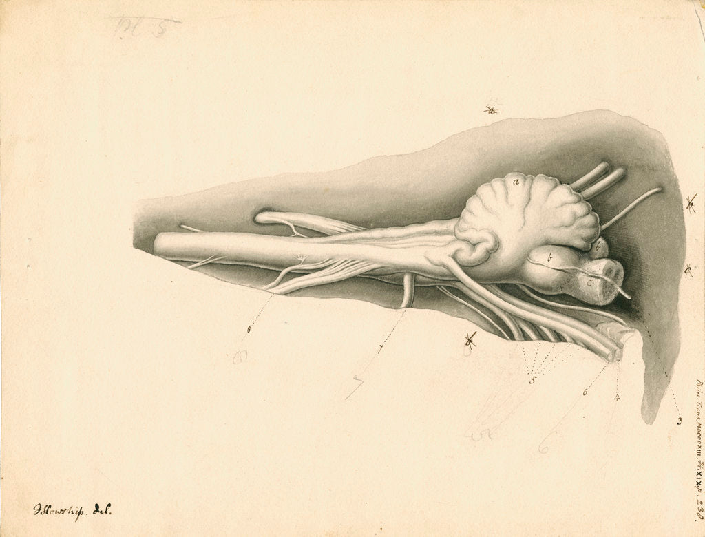 Detail of Cerebellum of the Squalus maximus [Basking shark] by John Howship