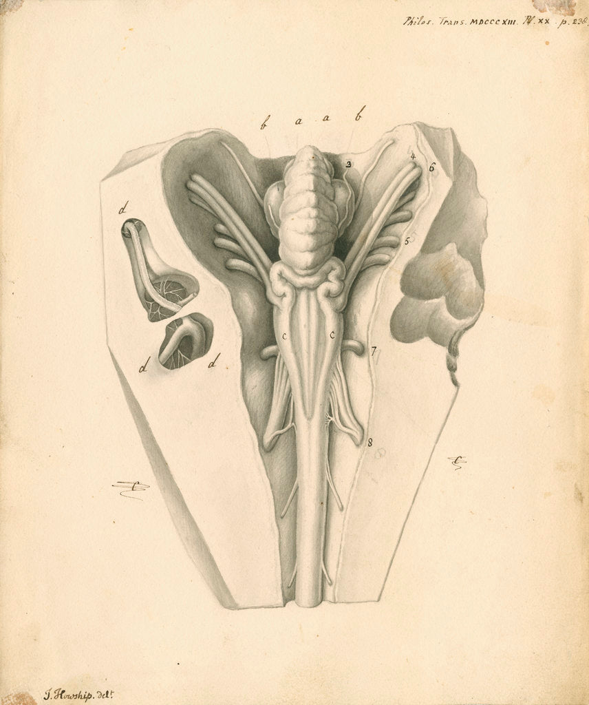Detail of Cerebellum of the Squalus maximus [Basking shark] by John Howship