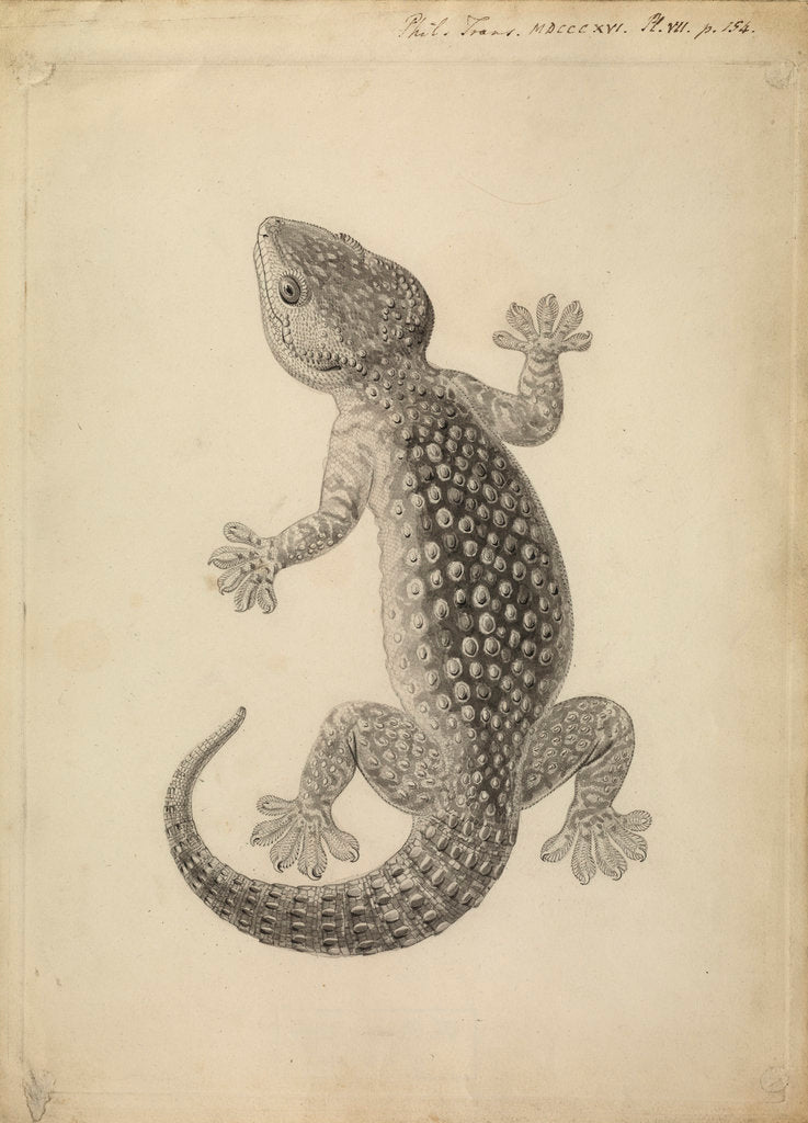 Detail of Lacerta gecko by William Clift
