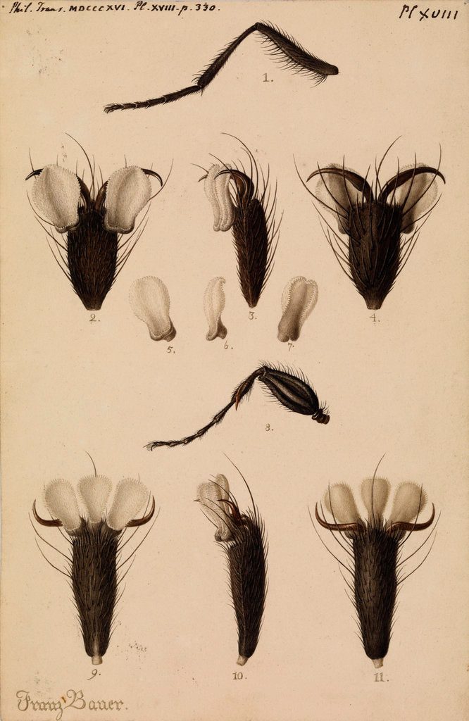 Detail of Bluebottle fly and Fever-fly legs by Franz Andreas Bauer
