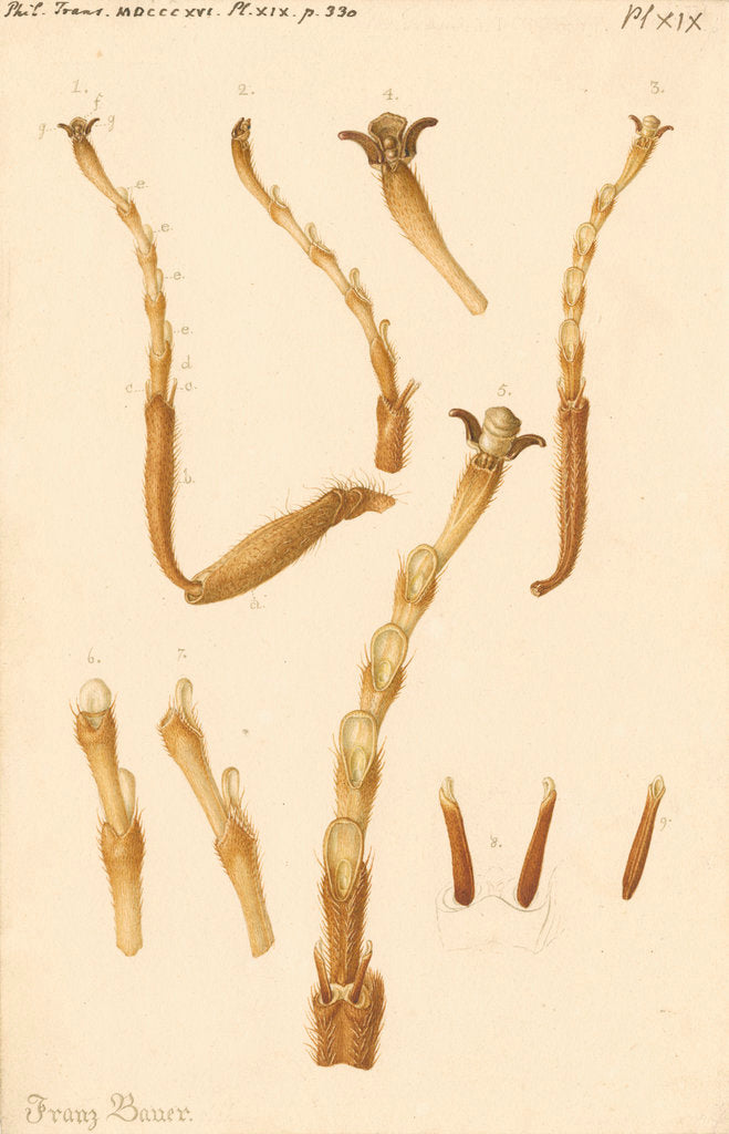 Detail of Yellow Saw-fly legs by Franz Andreas Bauer