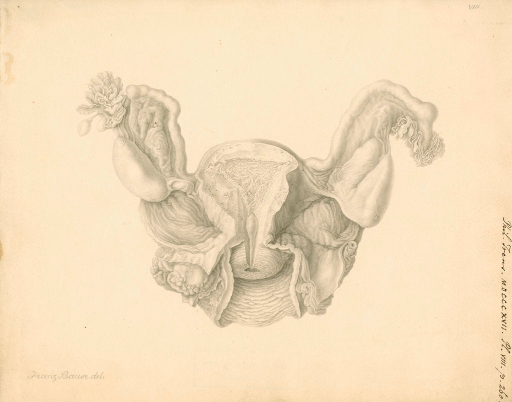 Detail of Human uterus by Franz Andreas Bauer