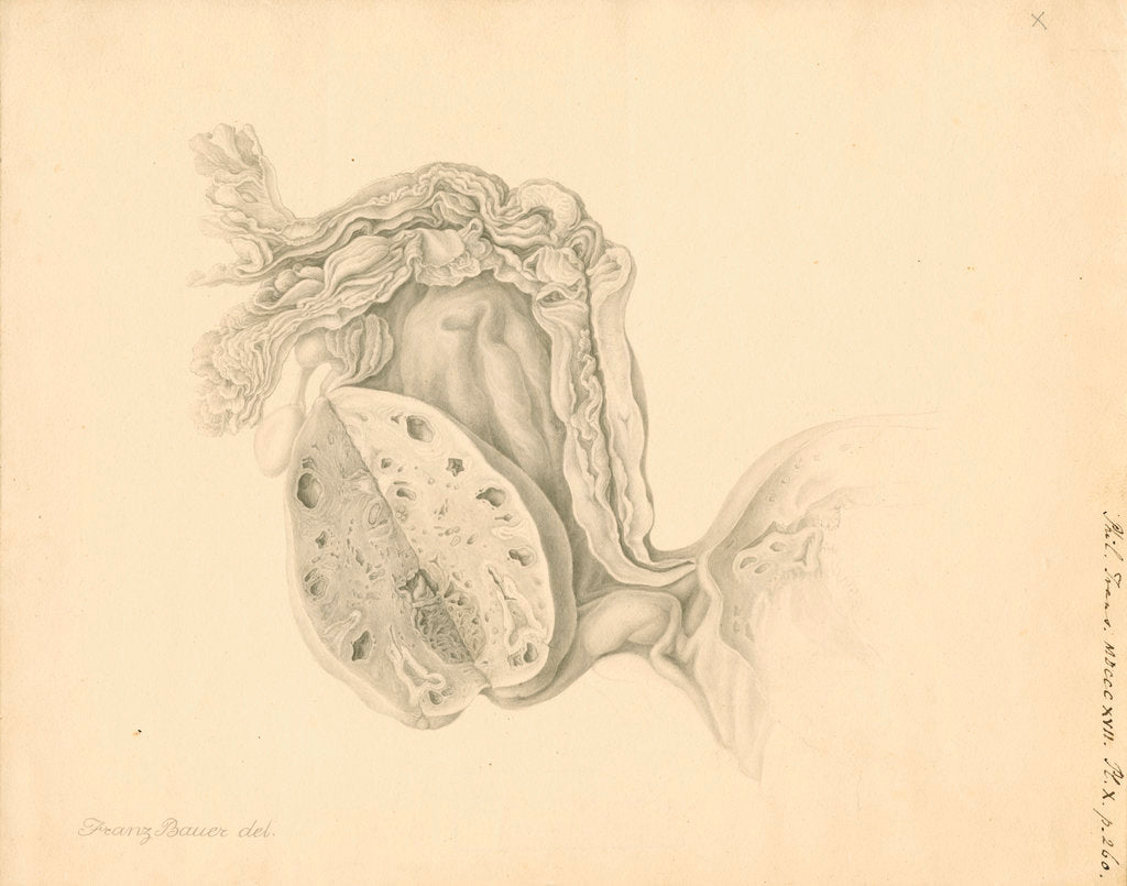 Detail of Human ovary by Franz Andreas Bauer