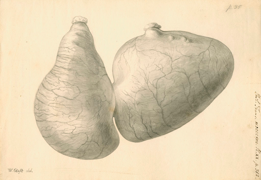 Detail of Human stomach by William Clift