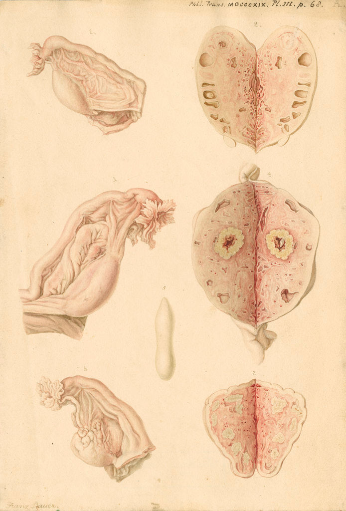 Detail of Human ovary and corpus luteum at different ages by Franz Andreas Bauer