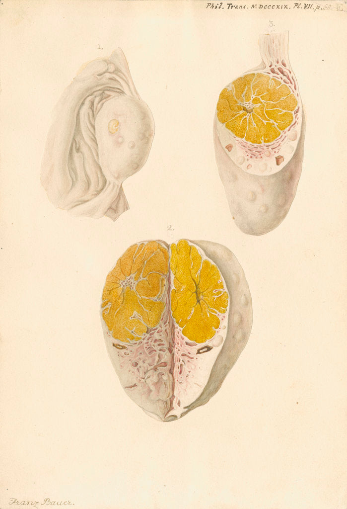 Detail of Ovaries of a cow by Franz Andreas Bauer