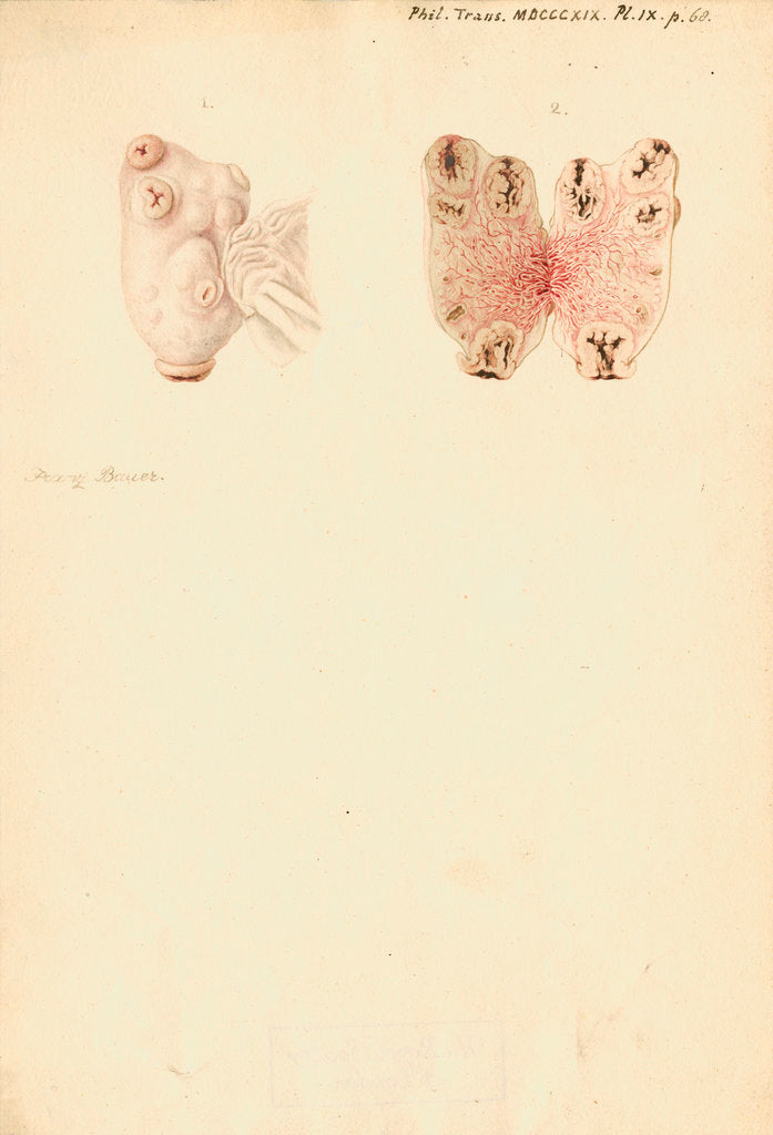 Detail of Ovaries of a pig by Franz Andreas Bauer