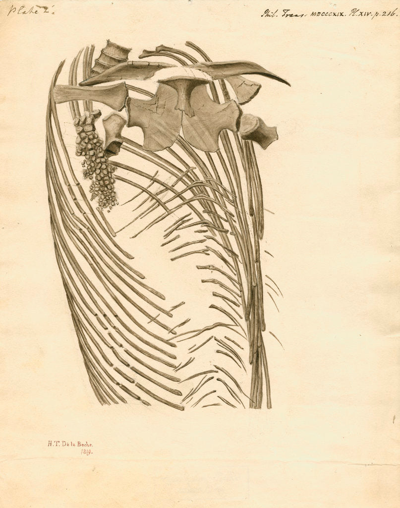 Detail of Fossil ribs, sternum and vertebrae of the Proteo-saurus [Ichthyosaur] by Henry Thomas de la Beche