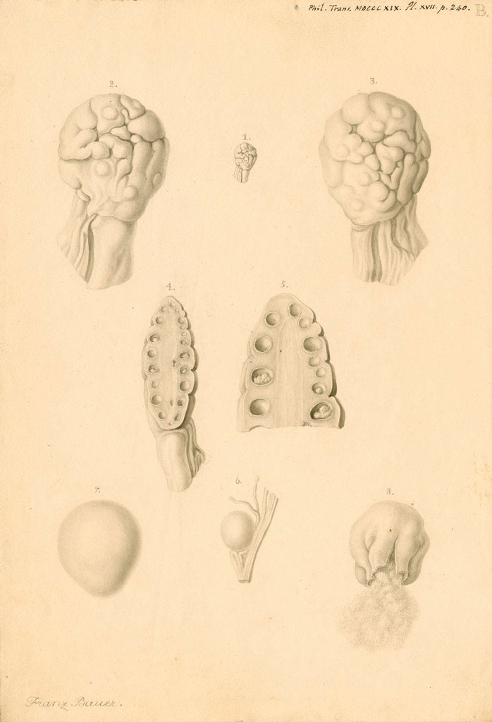 Detail of Ovaries of an American Opossum by Franz Andreas Bauer