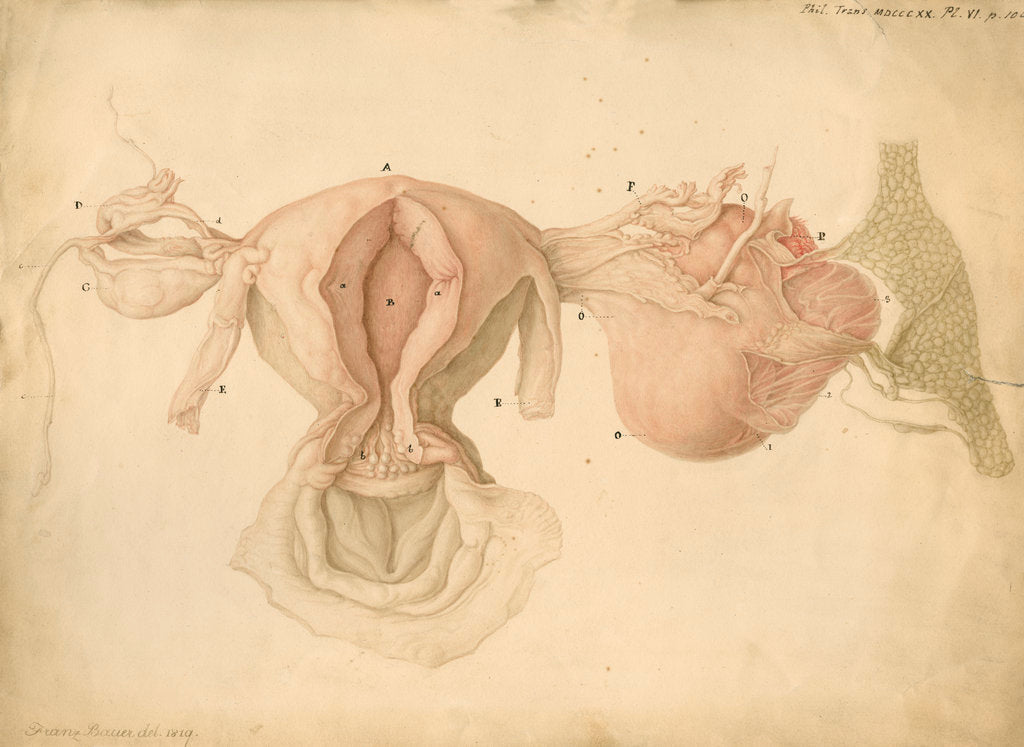 Detail of Human uterus and womb by Franz Andreas Bauer