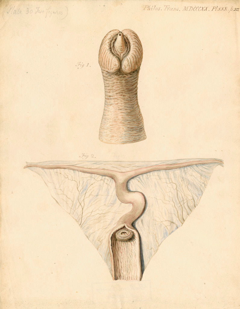 Detail of Dugong sexual organs by William Clift