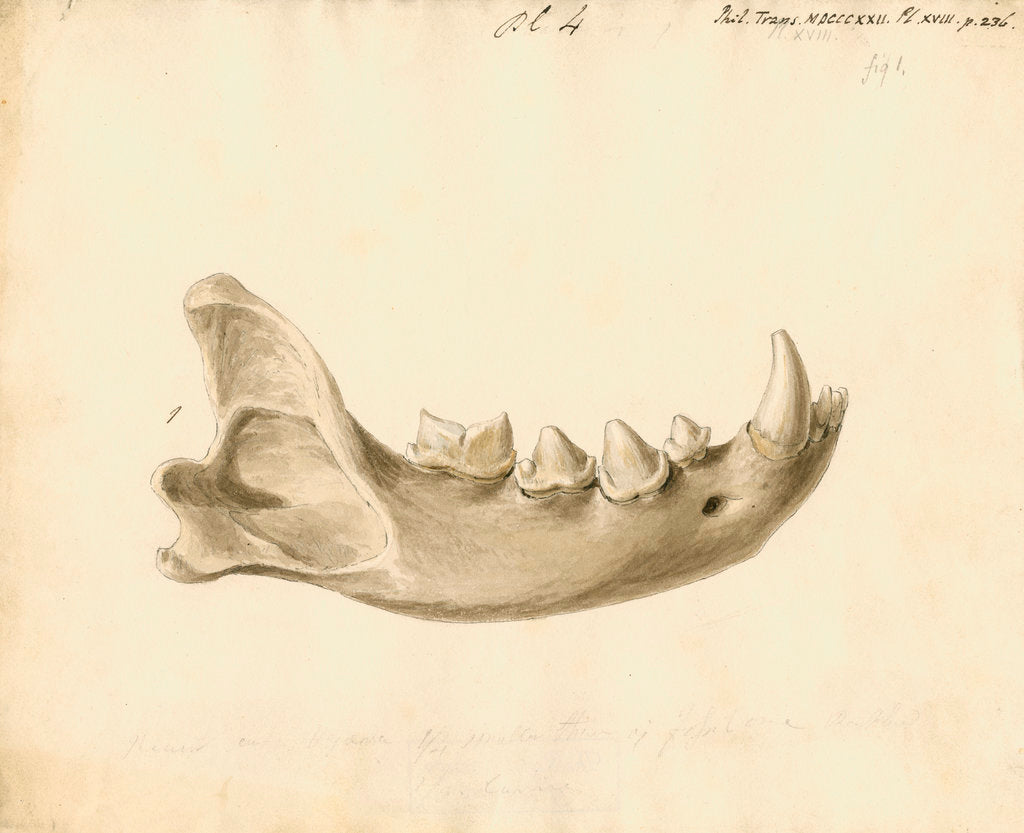 Detail of Hyaena jaw by Thomas Webster