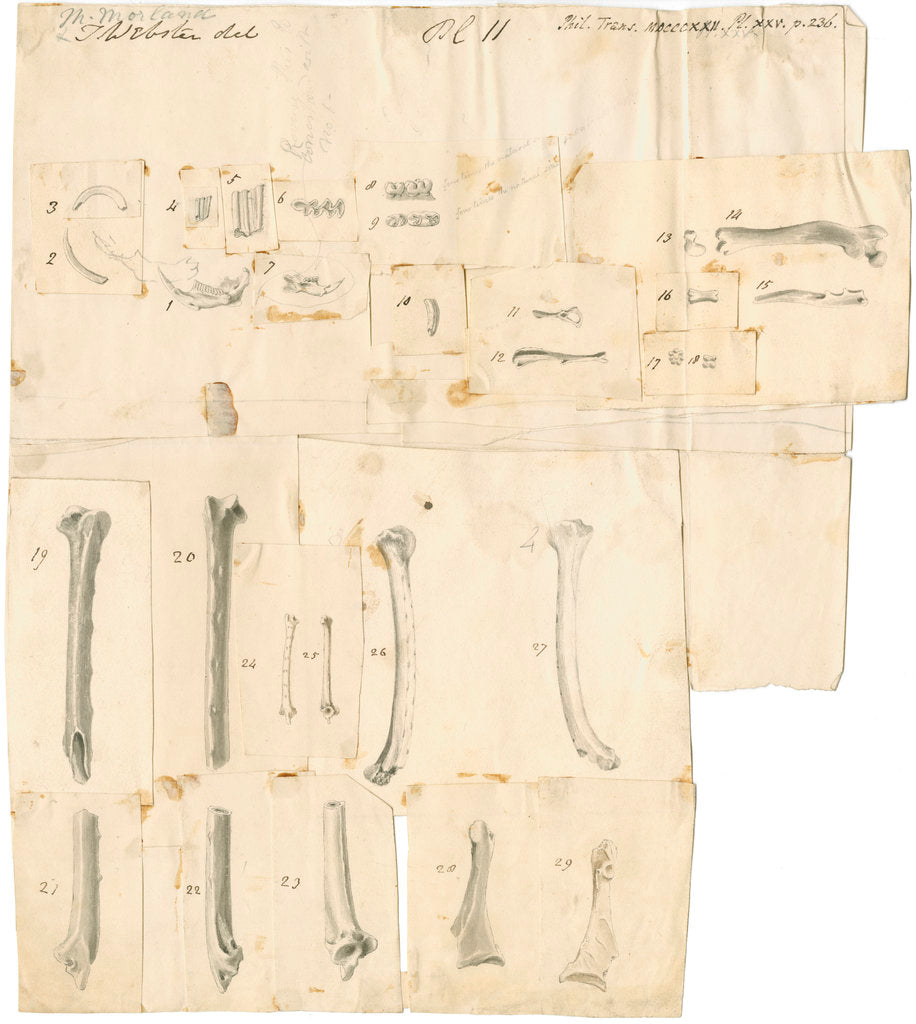 Detail of Fossil teeth and bones of water-rat, mouse, rabbit, raven, lark, pigeon and duck by Thomas Webster