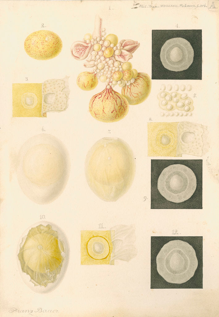 Detail of Ovum of a hen and egg yolks by Franz Andreas Bauer