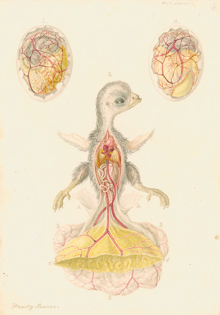 Detail of Hen's egg and dissected embryo by Franz Andreas Bauer