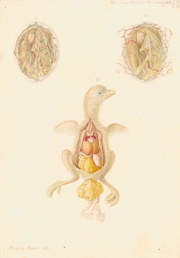 Detail of Hen's egg and dissected embryo by Franz Andreas Bauer