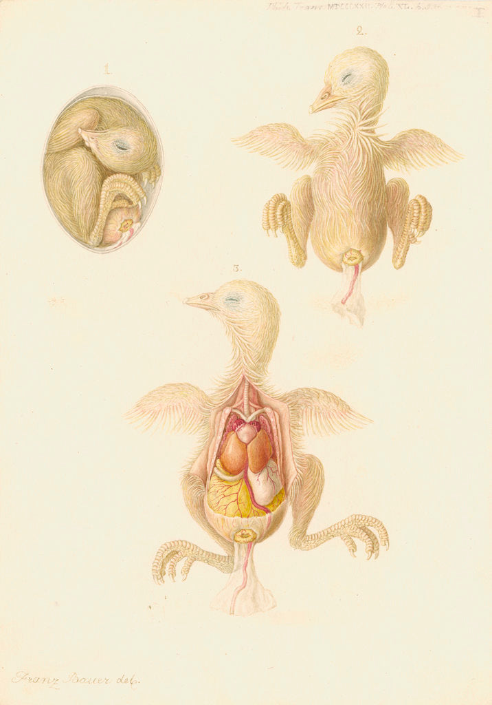 Detail of Chicken embryo by Franz Andreas Bauer
