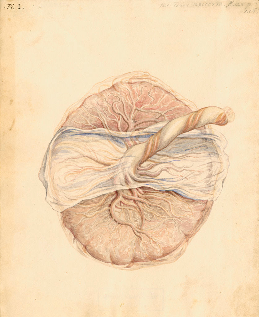 Detail of Human placenta by William Clift