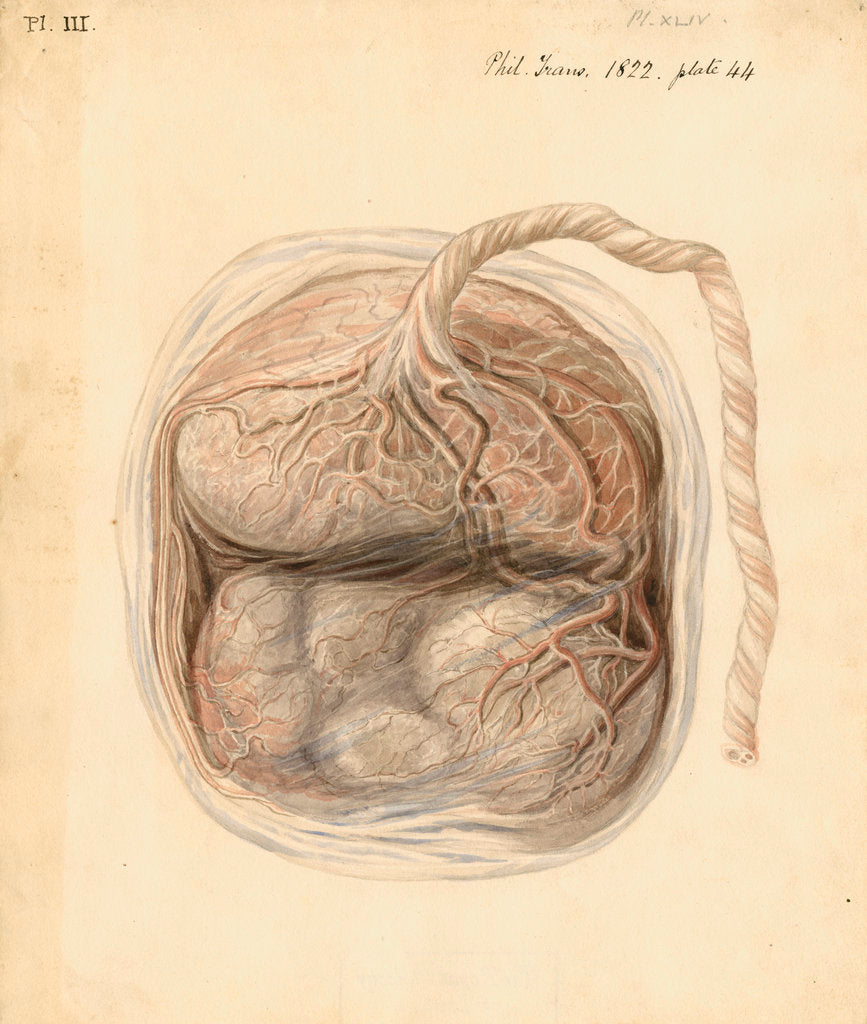 Detail of Monkey placenta by William Clift